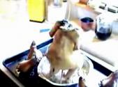 Roasted Chicken With Pears Recipe